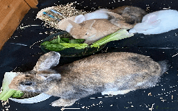 Harlequin rabbits for sale: Harlequin Babies - Image 9