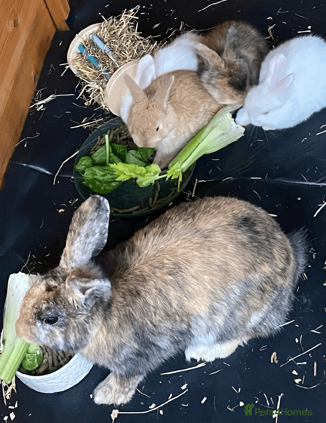 Harlequin rabbits for sale: Harlequin Babies - Image 9