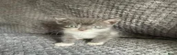 Domestic Shorthair cats for sale: Gorgeous Grey and White Kittens For Sale - Advert 9