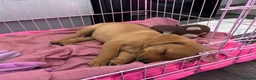 Labrador Retriever dogs for sale: 1 girl left…Beautiful litter of Labrador puppies - Advert 13