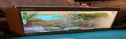 Chameleon reptiles for sale: Yemen Chameleon + Vivarium Setup Kit - Advert 11