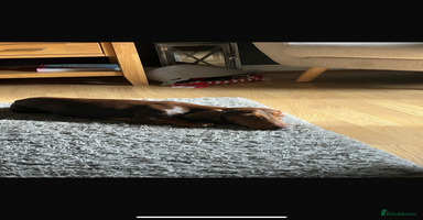 Miniature Dachshund dogs - Advert 1