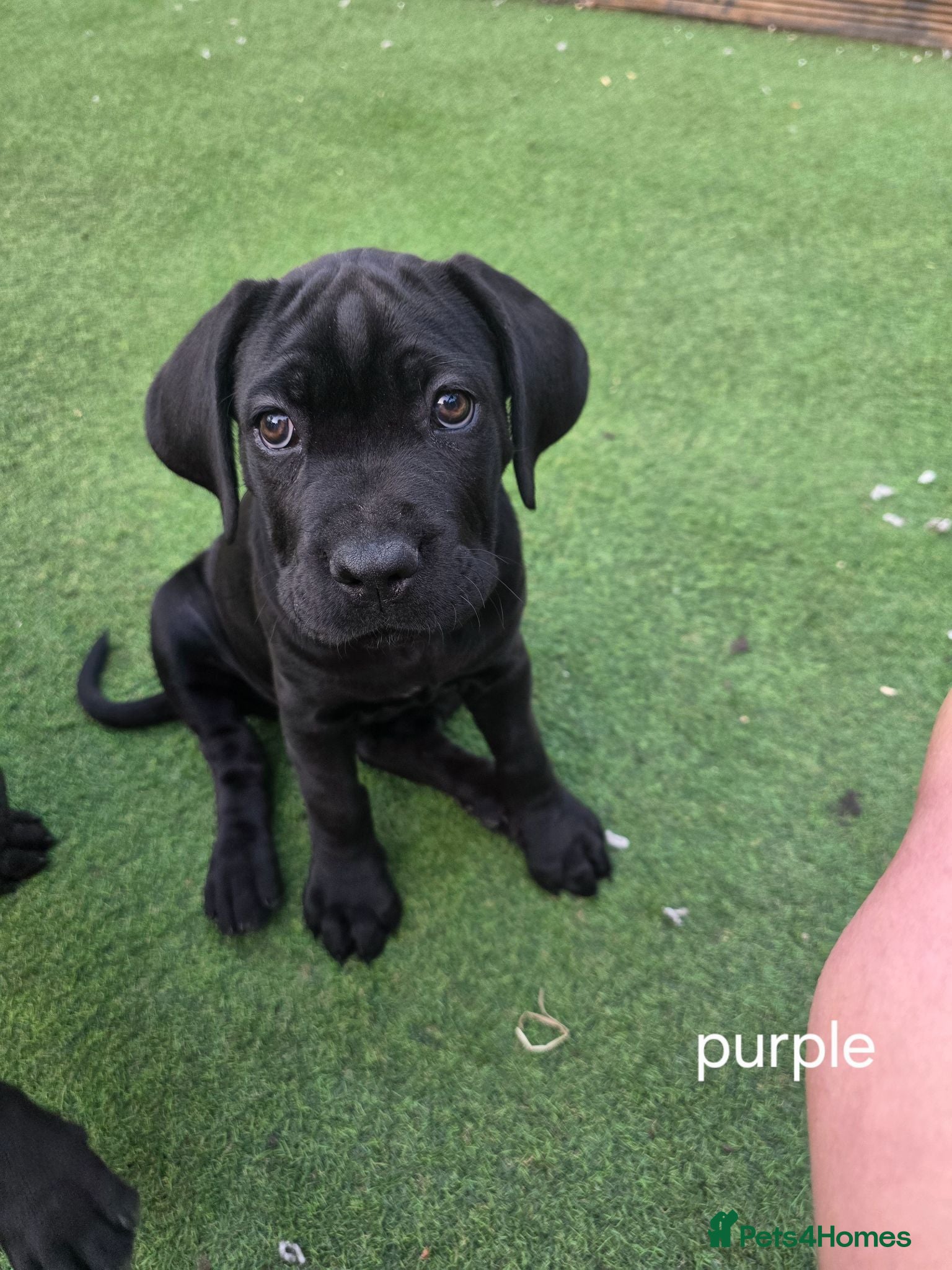 Cane Corso dogs Cane Corso puppies - Advert 6