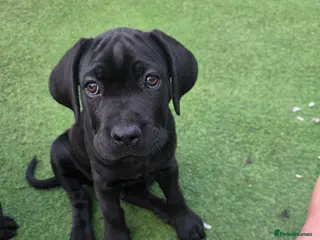 Cane Corso dogs Cane Corso puppies - Advert 1