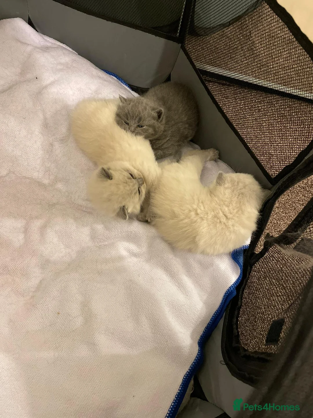 British Shorthair cats for stud: 🐈‍⬛ GIZZY THE STUD 🐈‍⬛ GCCF AND TICA REGISTERED  in Solihull - Advert 36