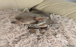 Chihuahua dogs for sale: Lilac chihuahua puppy kc - Image 6