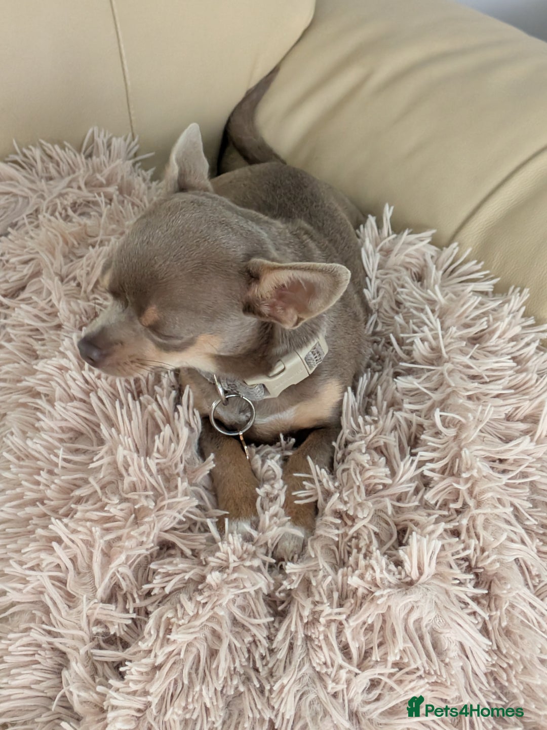Chihuahua dogs for sale: Lilac chihuahua puppy kc - Image 6