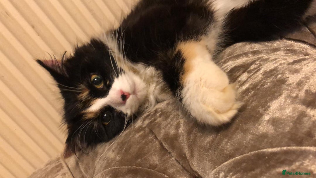 Mixed Breed cats for sale: Beautiful cat for adoption - Advert 7