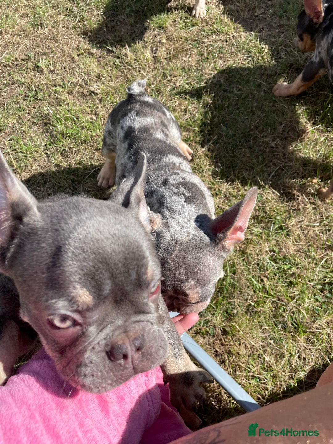 French Bulldog dogs for sale: Kc registered 12 week old French. Bulldogs  - Image 18