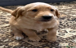 Golden Retriever dogs for sale: Dark Red Golden Retriever Pups Ready 1st November - Image 32