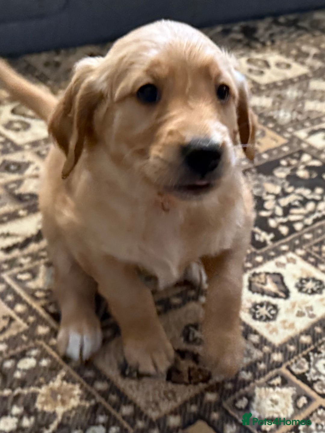 Golden Retriever dogs for sale: Dark Red Golden Retriever Pups Ready 1st November - Image 32