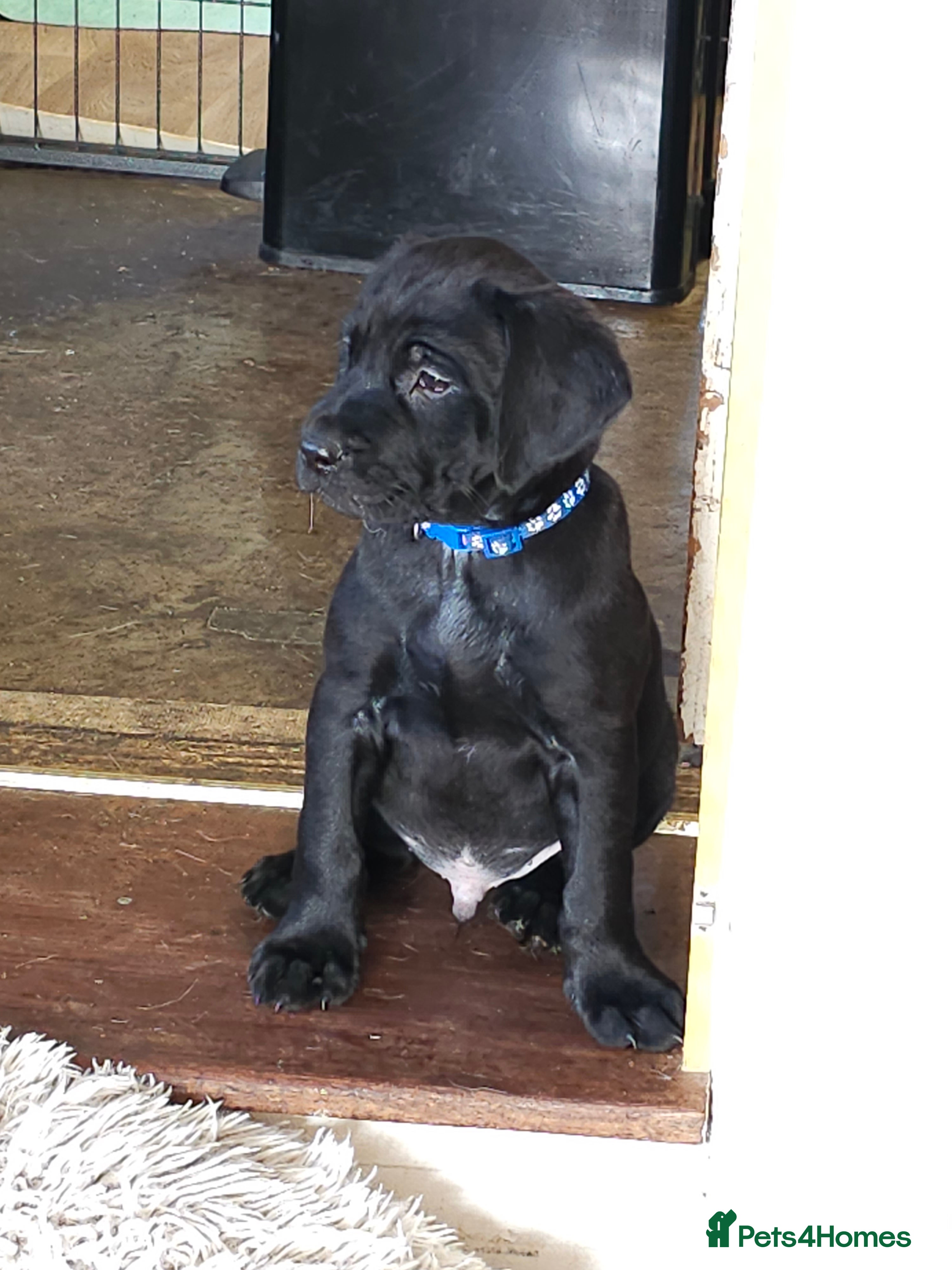 Labrador Retriever dogs Watch them on Facebook - Advert 2