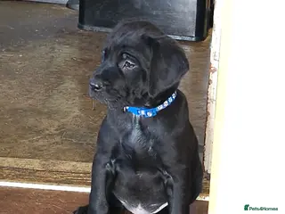 Labrador Retriever dogs Watch them on Facebook - Advert 14