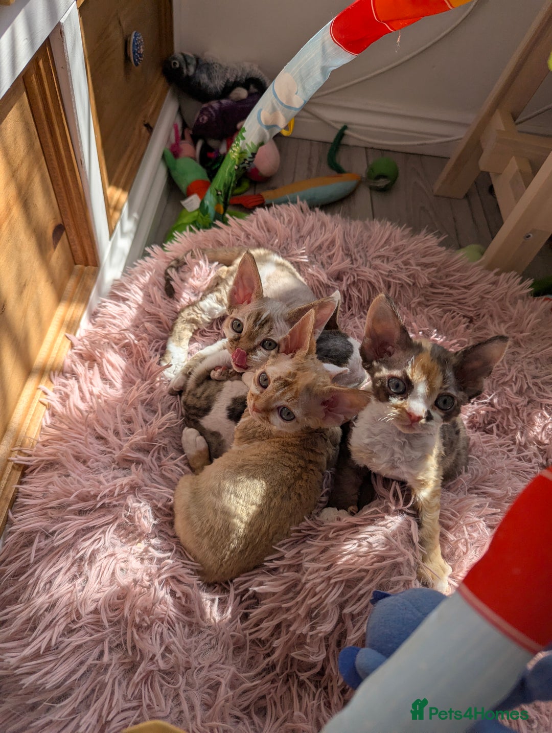 Devon Rex cats for sale: 🌼Curly, gorgeous Devon Rex Kittens available  - Image 4