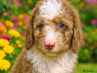 Cockapoo dogs DNA TESTED, last stunning merle boy ready now ❤️ - Advert 6