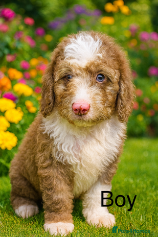 Cockapoo dogs DNA TESTED, last stunning merle boy ready now ❤️ - Advert 1