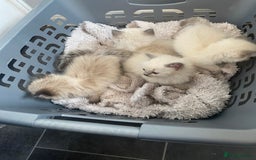 Ragdoll cats for sale: Ragdoll kittens  - Image 3