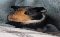 Guinea Pig rodents for sale: 4 boys and 1 girl baby guinea pigs - Advert 1