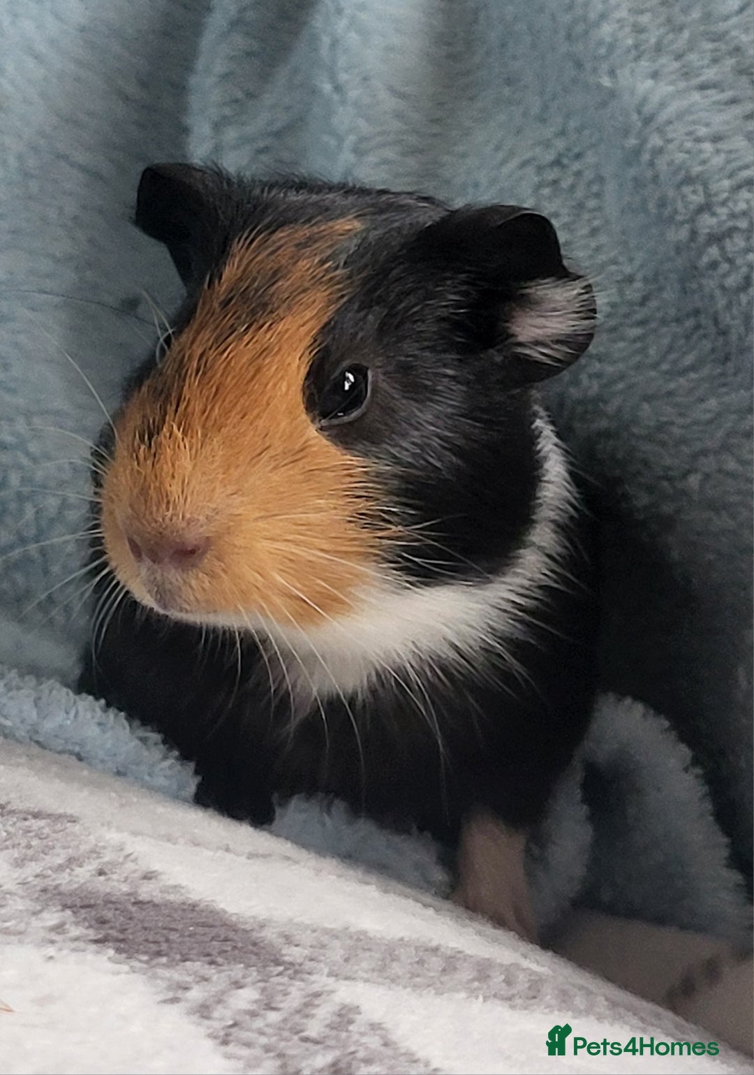 Guinea Pig rodents for sale: 4 boys and 1 girl baby guinea pigs - Advert 1