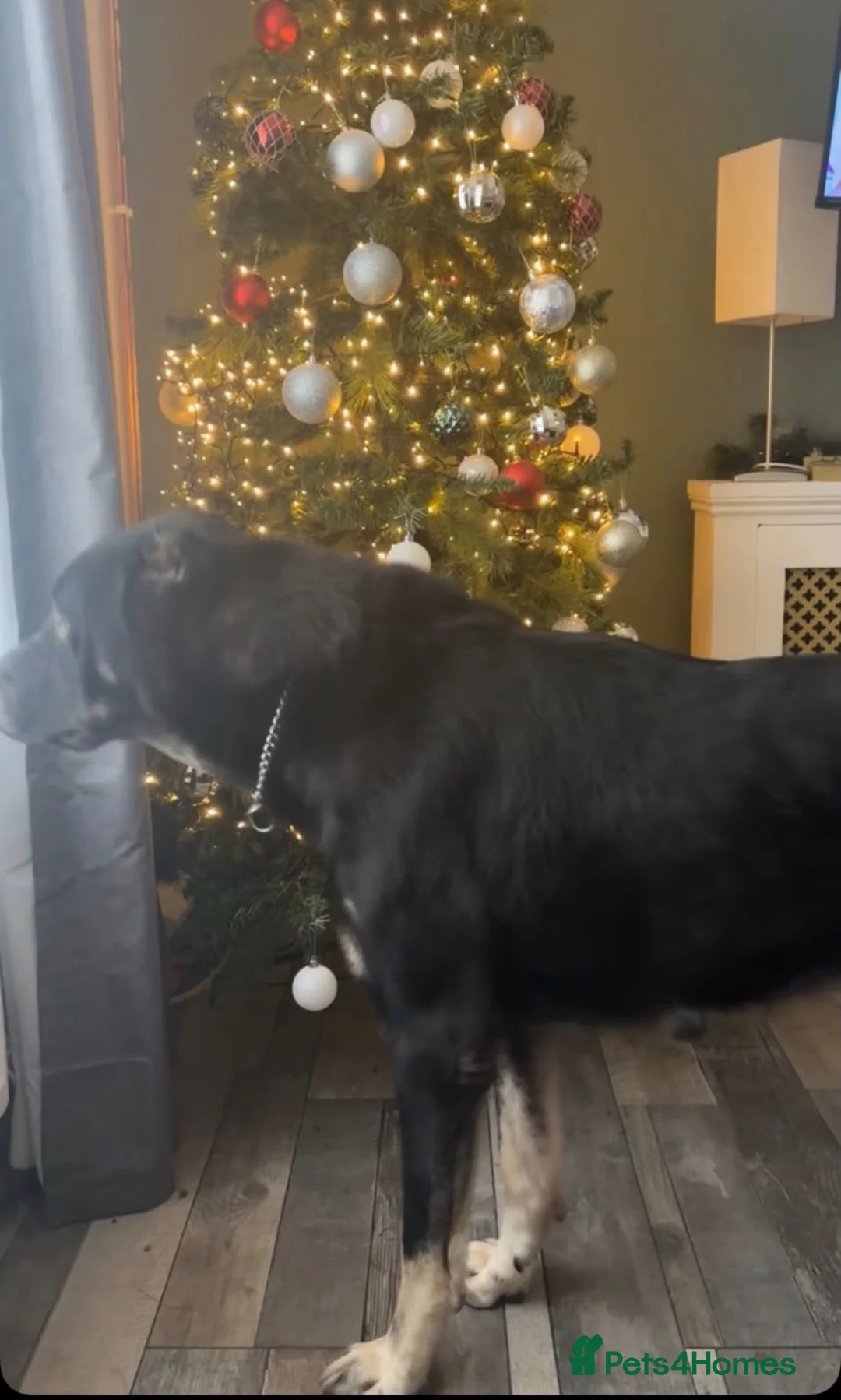Turkish Kangal dogs for sale: 6 Year old Turkish Kangal in Marlborough - Advert 2