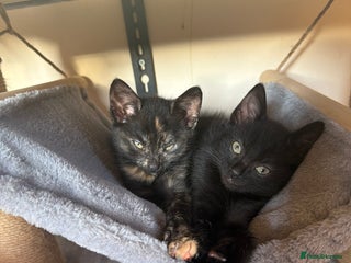 Mixed Breed cats 🐾Adorable Litter of 5 Kittens Ready now🐾 - Advert 3