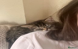 British Shorthair cats for sale: Brother & sister kittens  - Image 7