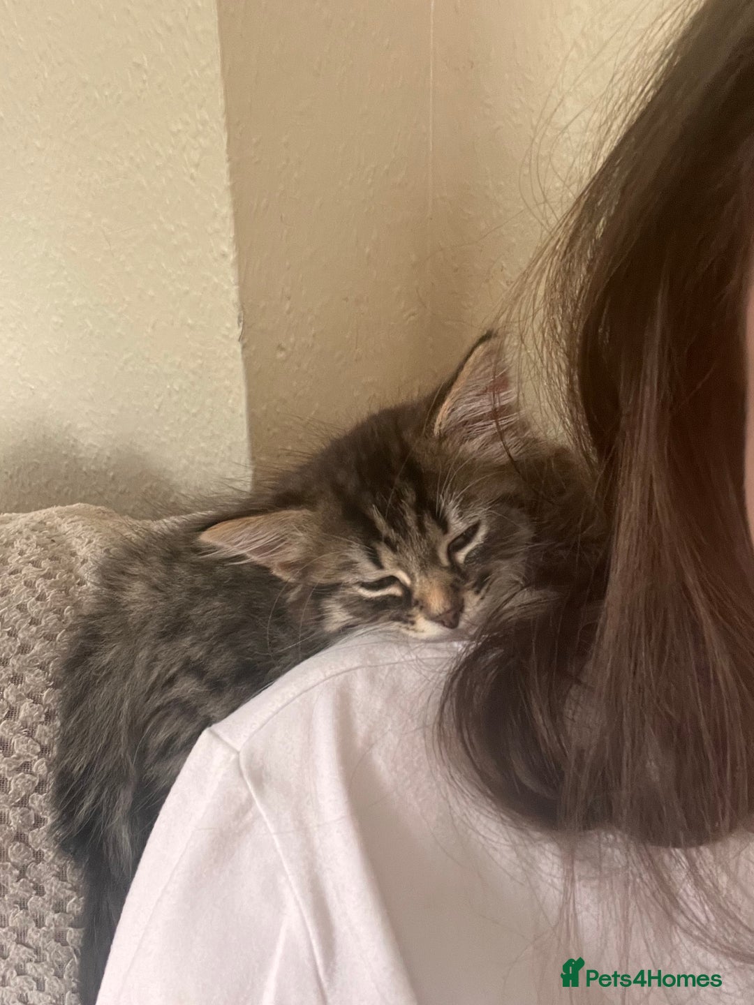 British Shorthair cats for sale: Brother & sister kittens  - Image 7