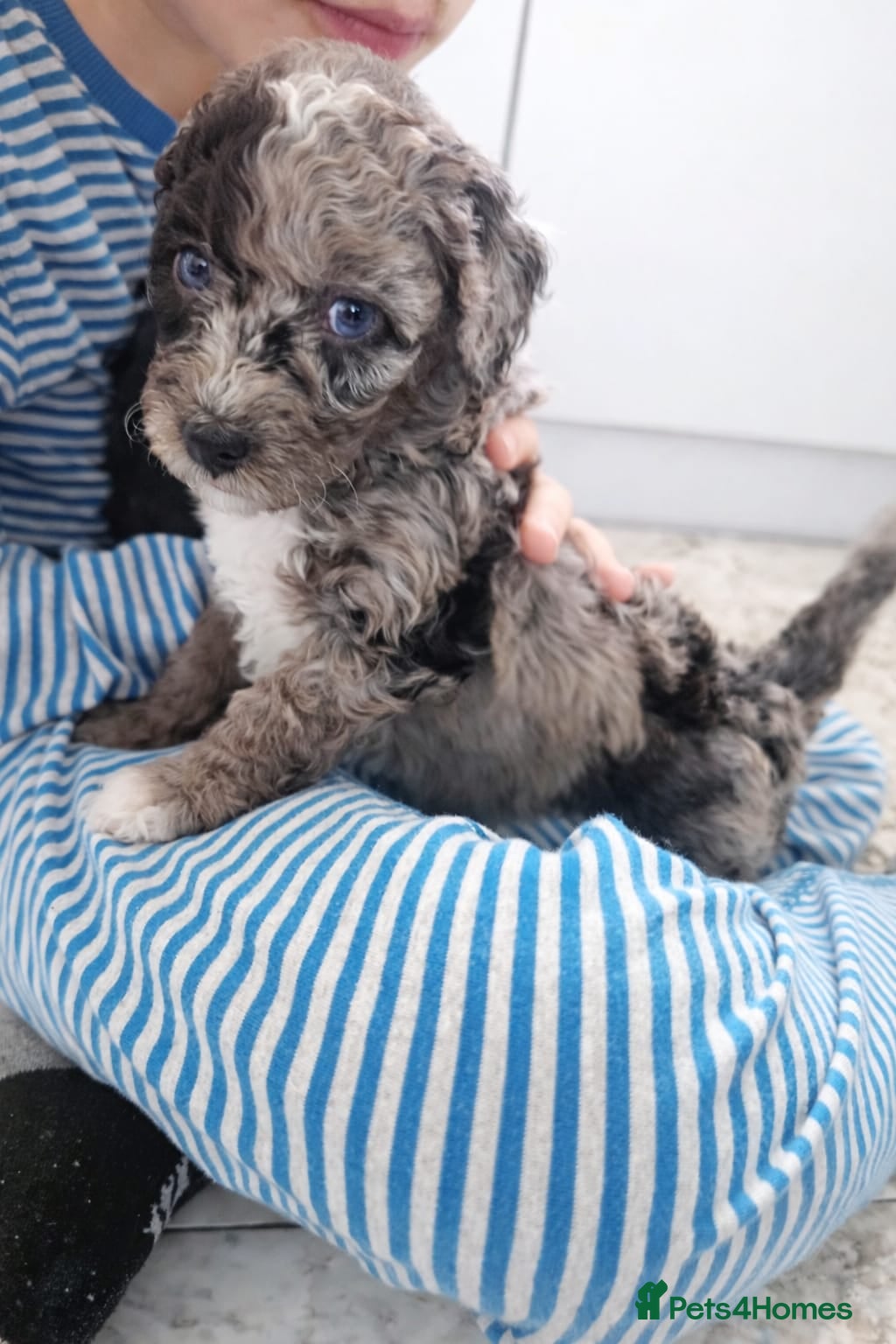 Bernedoodle dogs Bernedoodle Most Wanted F1B - Advert 1