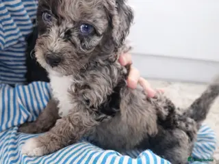 Bernedoodle dogs Bernedoodle Most Wanted F1B - Advert 1