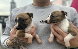 Whippet dogs for sale: Beautiful kc registered whippets - Image 14