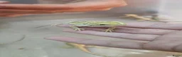 Bearded Dragon reptiles for sale: Baby bearded dragons citrus cross - Advert 5