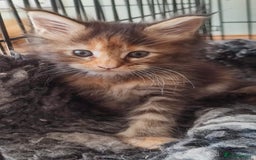 Maine Coon cats for sale: Fully health tested and Tica registered  in Great Missenden - Image 6