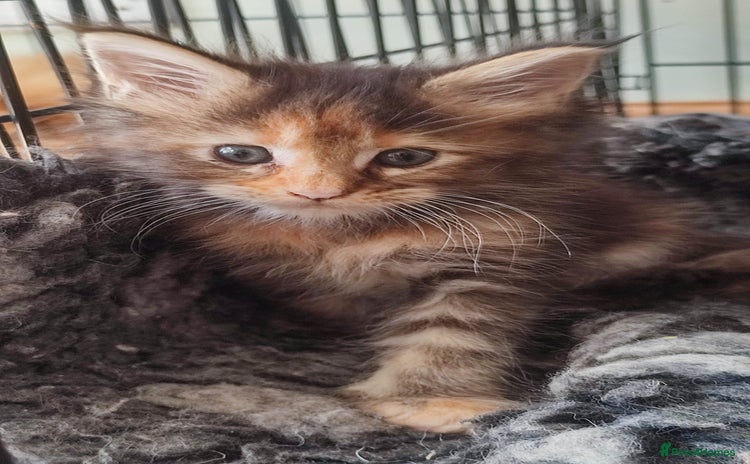Maine Coon cats in Great Missenden - Advert 14