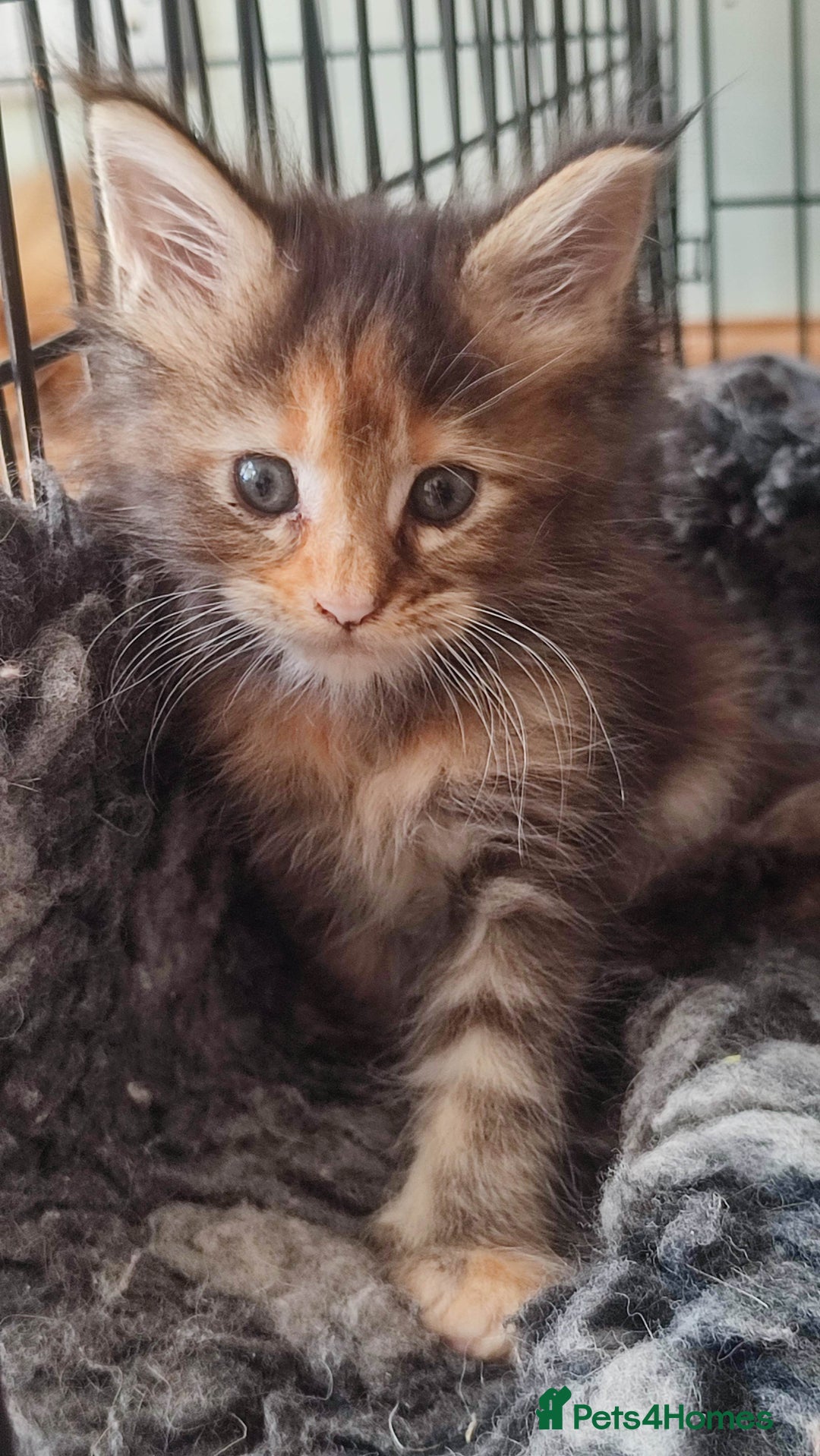 Maine Coon cats for sale: Fully health tested and Tica registered  in Great Missenden - Image 6
