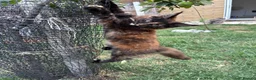 Maine Coon cats for sale: 2 girls remaining, stunning colours - Advert 1