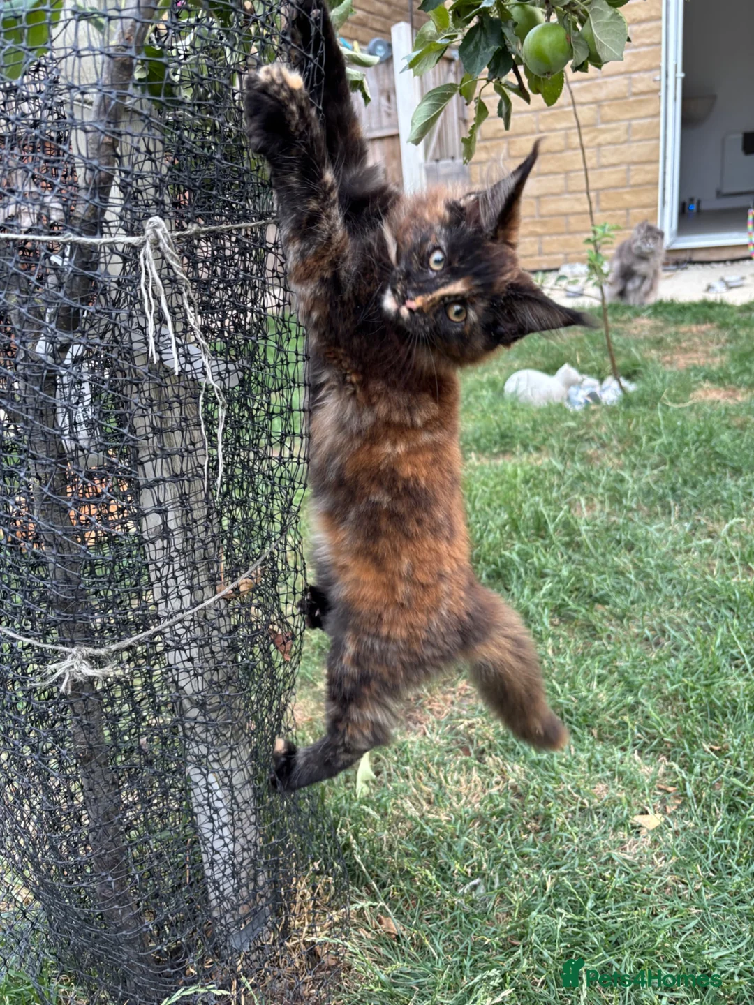 Maine Coon cats for sale: 2 girls remaining, stunning colours - Advert 1