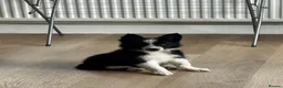 Border Collie dogs for sale: 2 Beautiful collies left ready to leave - Advert 3