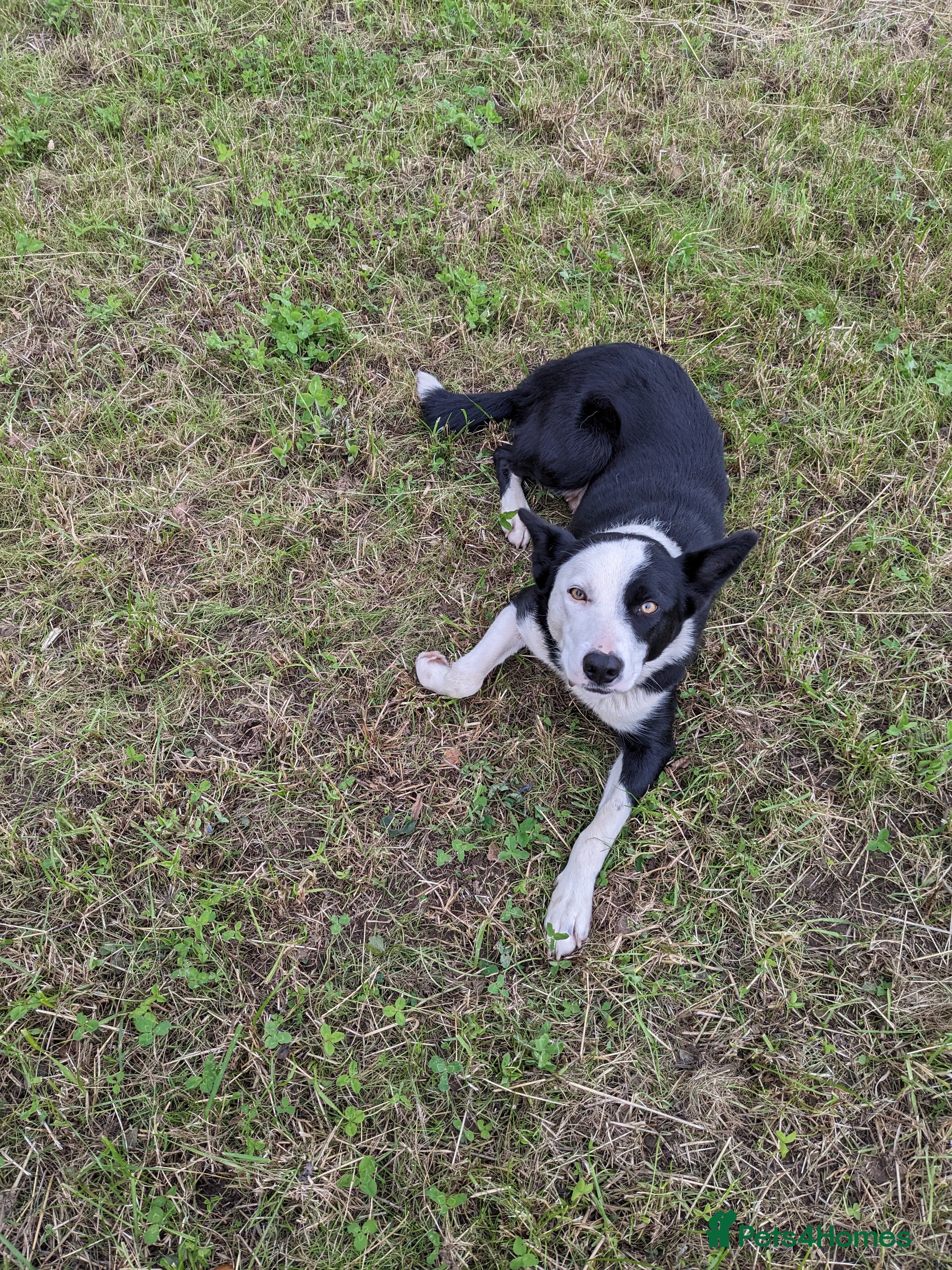 Border Collie dogs Border Collie Puppies for Sale - Advert 1