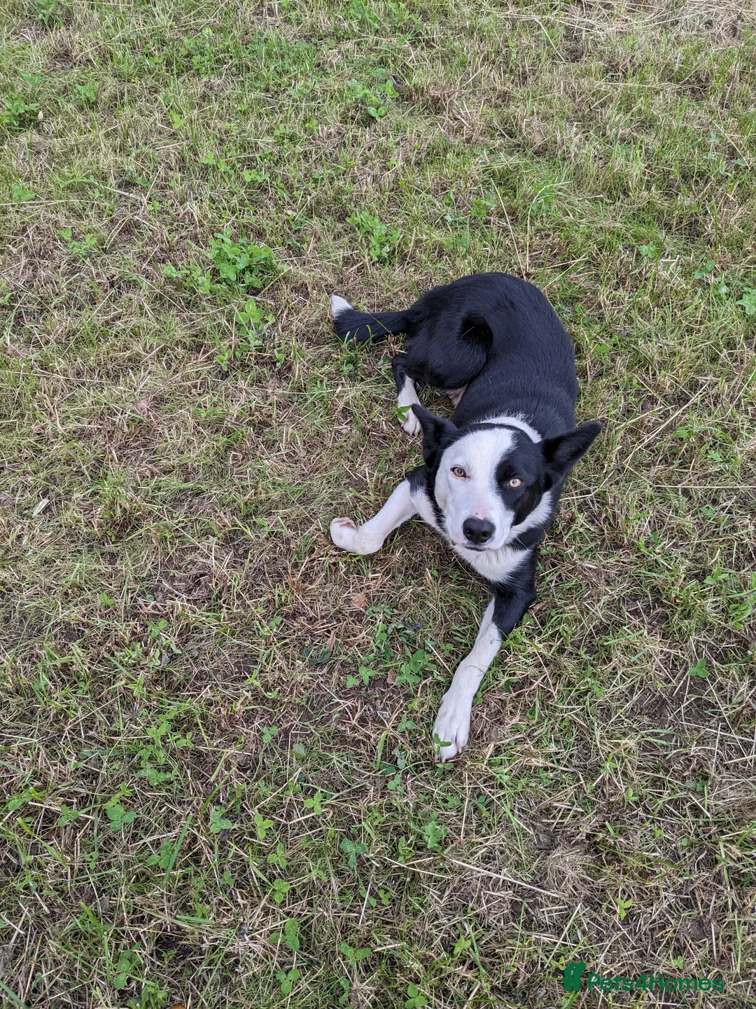Border Collie dogs for sale: Border Collie Puppies for Sale in Market Harborough - Advert 1