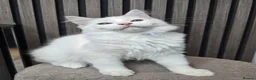 Ragdoll cats for sale: TICA Registered Pedigree Ragdoll Kittens - Advert 15