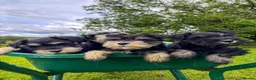 Miniature Schnauzer dogs for sale: Stunning K.C.reg  miniature Schnauzer puppies  - Advert 3