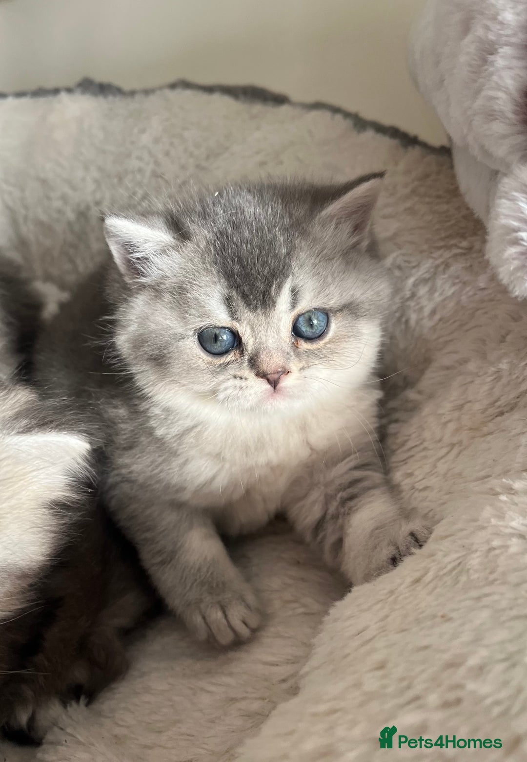 Scottish Fold cats for sale: Adorable Scottish Fold Kittens  - Advert 23