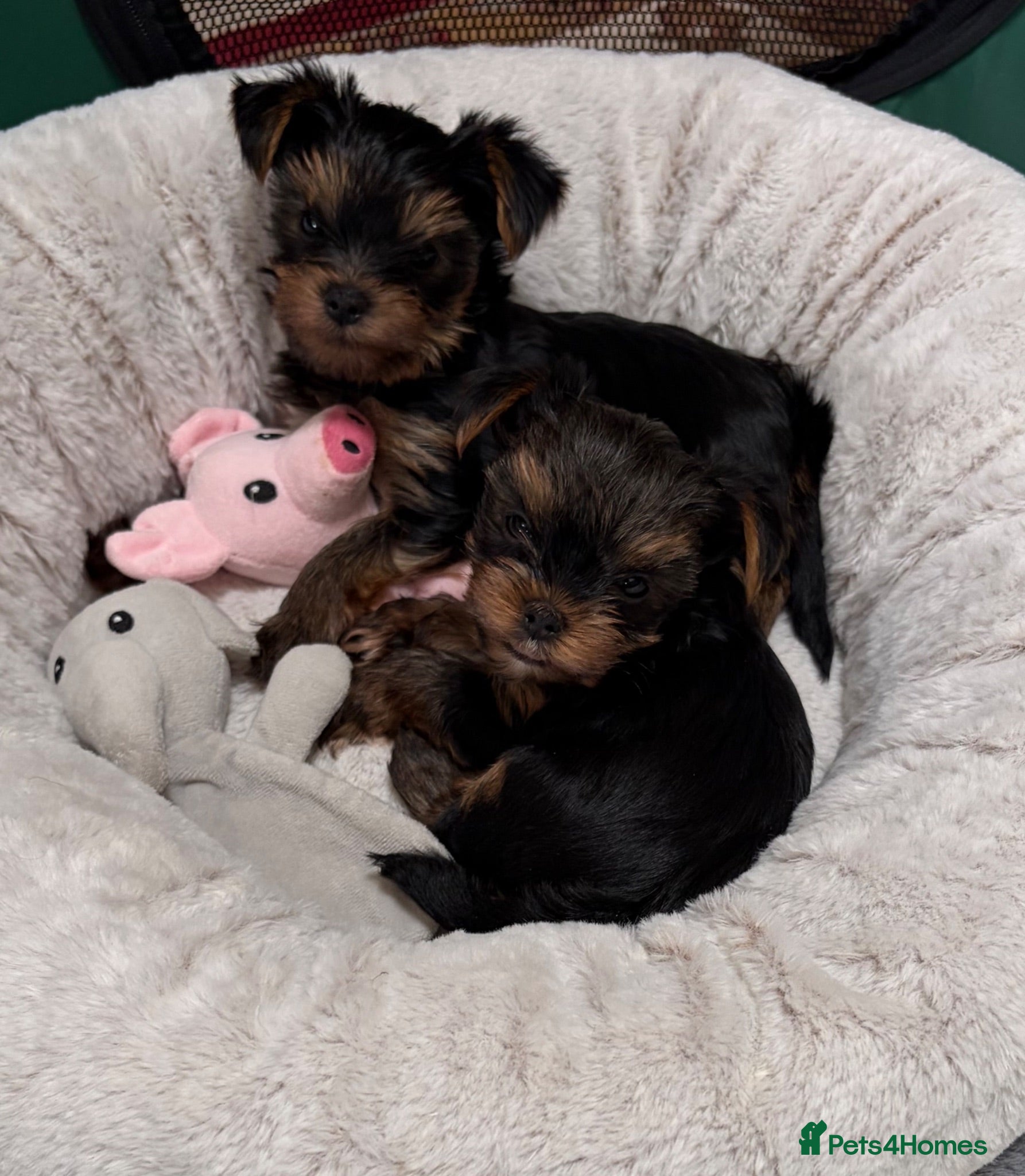 Yorkshire Terrier dogs KC registered Yorkshire Terriers   - Advert 13