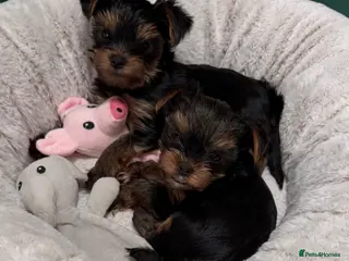 Yorkshire Terrier dogs Top Quaility Yorkshire Terrier Puppies KC Reg - Advert 3