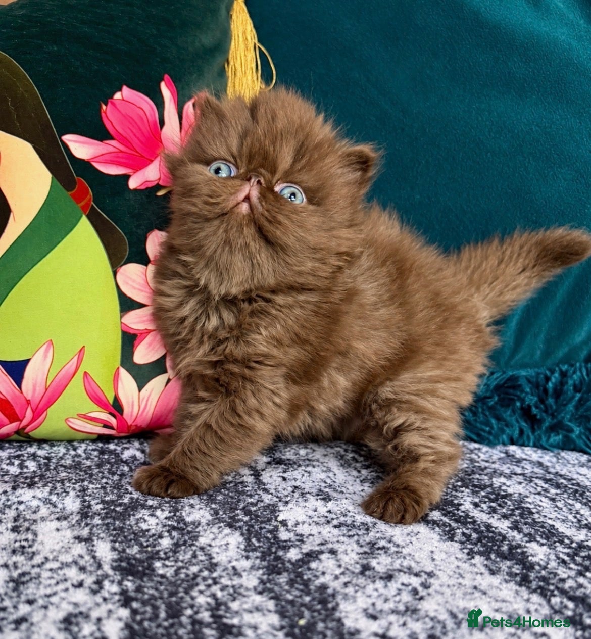 Exotic cats Last Chocolate Persian Kitten  - Advert 2