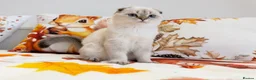 Scottish Fold cats for sale: 🐾 Stunning Scottish Fold Girl  🐾 - Advert 11