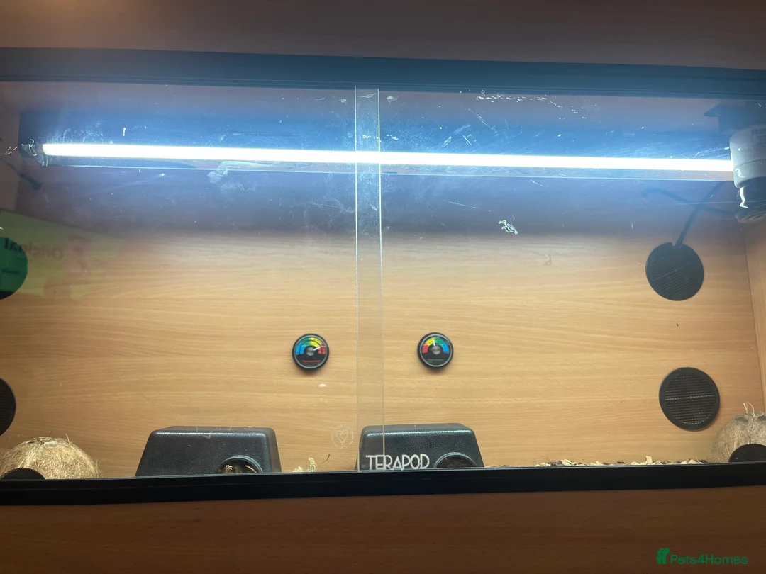 Gecko reptiles for sale: African fat tailed gecko - Advert 5