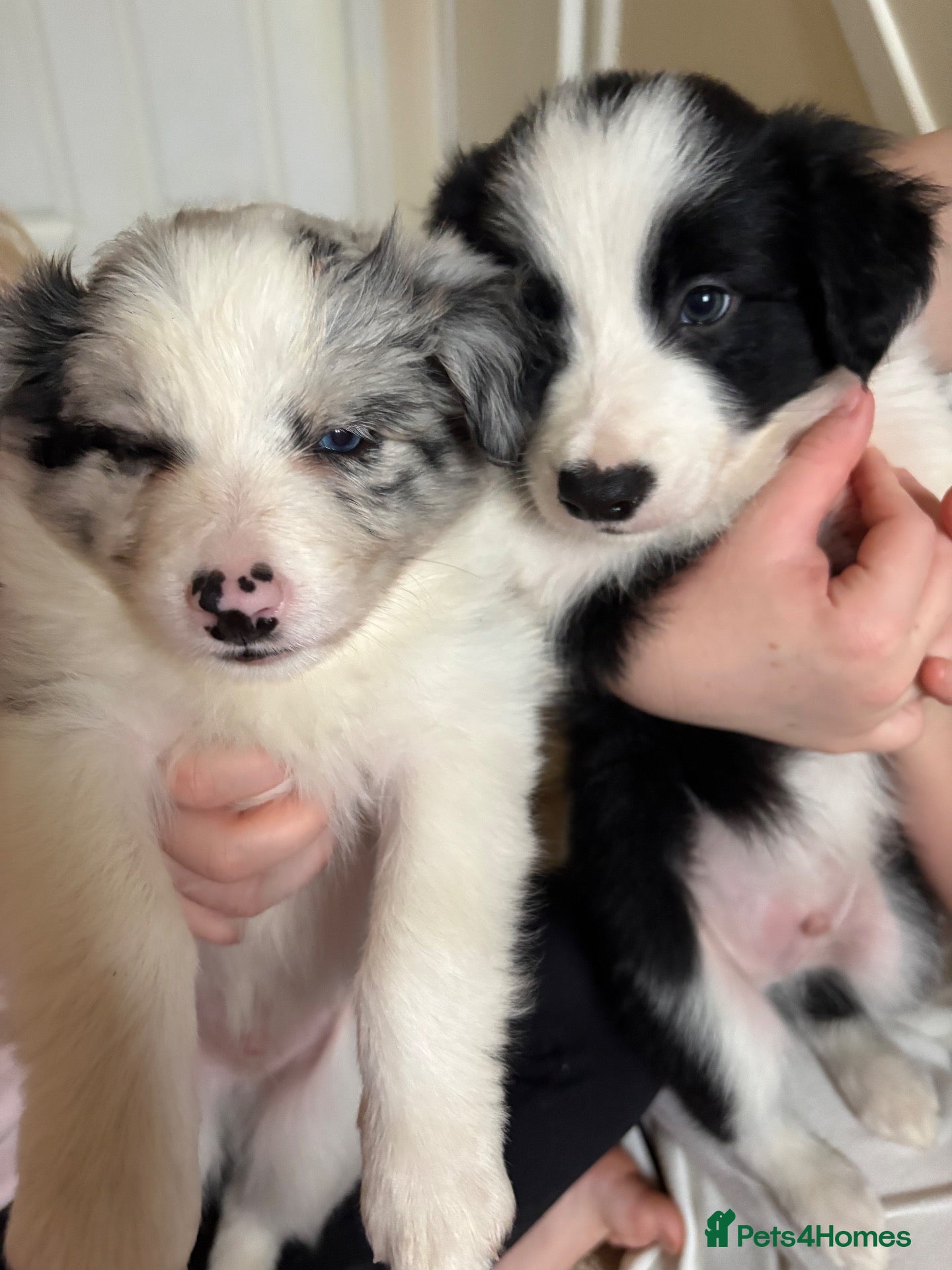Border Collie dogs for sale: Long coated pure bred collie puppies blue merles l - Advert 1