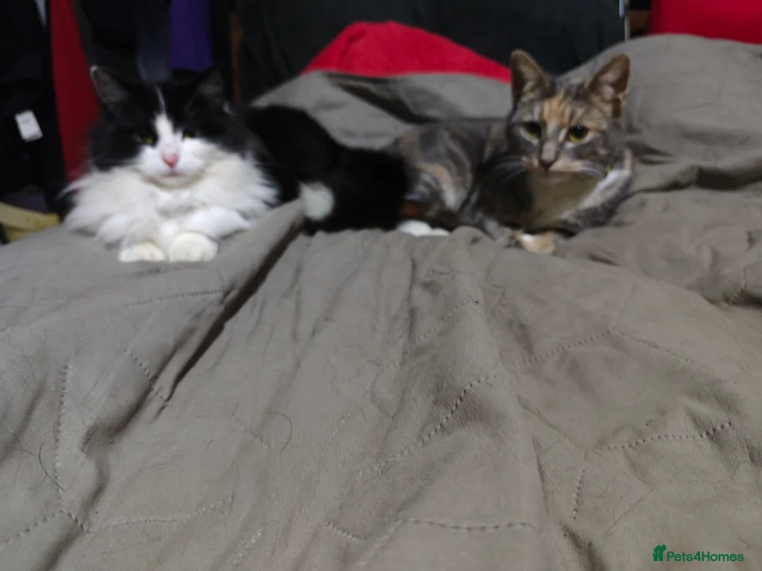 Domestic Shorthair cats for sale: female cat   - Advert 8