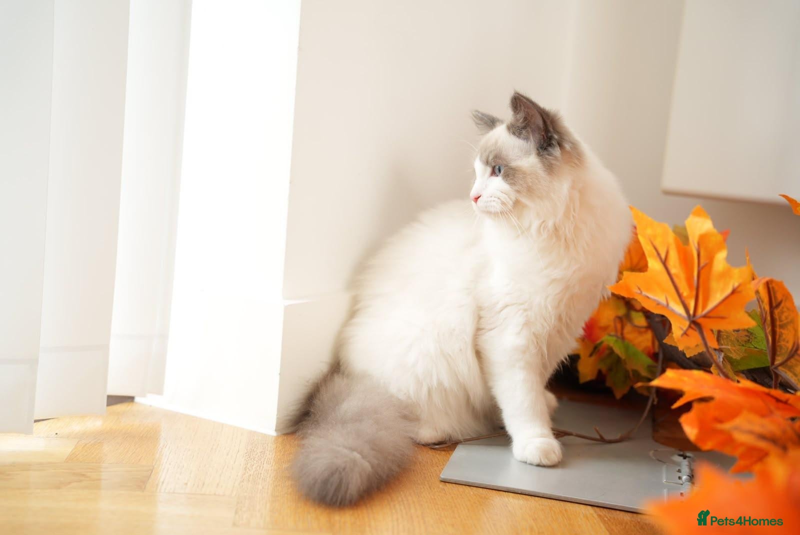 Ragdoll cats Beautiful GCCF-registered Ragdoll boys ready now. - Advert 2